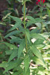 Cardinal flower